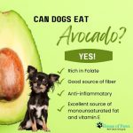 Can_dogs_eat_avocados