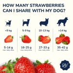 Can_dogs_eat_blueberries_and_strawberries