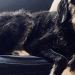 Can_i_give_my_dog_a_human_laxative