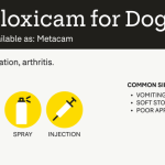Can_i_give_my_dog_metacam_twice_a_day