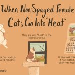 Can_i_spay_my_cat_when_she_s_in_heat