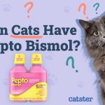 Can_you_give_pepto_bismol_to_a_cat