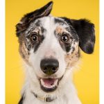 Can_you_rub_olive_oil_on_your_dog_s_skin