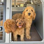 Car Sick Dog Remedy A Solution for Your Furry Friend_1