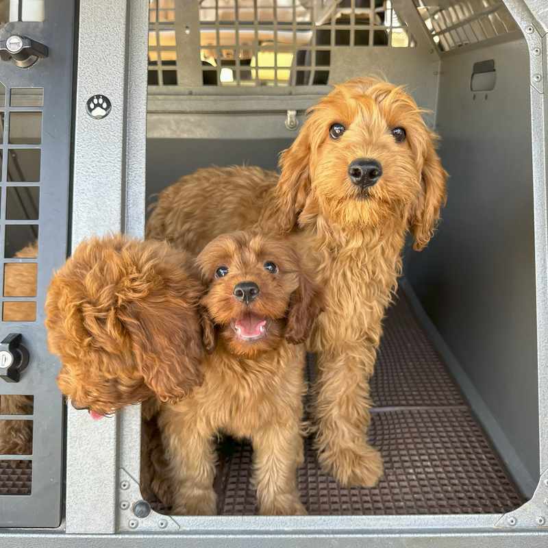 Car Sick Dog Remedy_ A Solution for Your Furry Friend