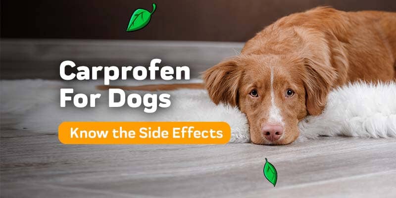 Carprofen Side Effects Dog