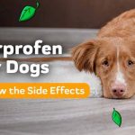 Carprofen_side_effects_dog