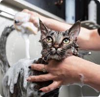 Cat Bathing Places Near Me
