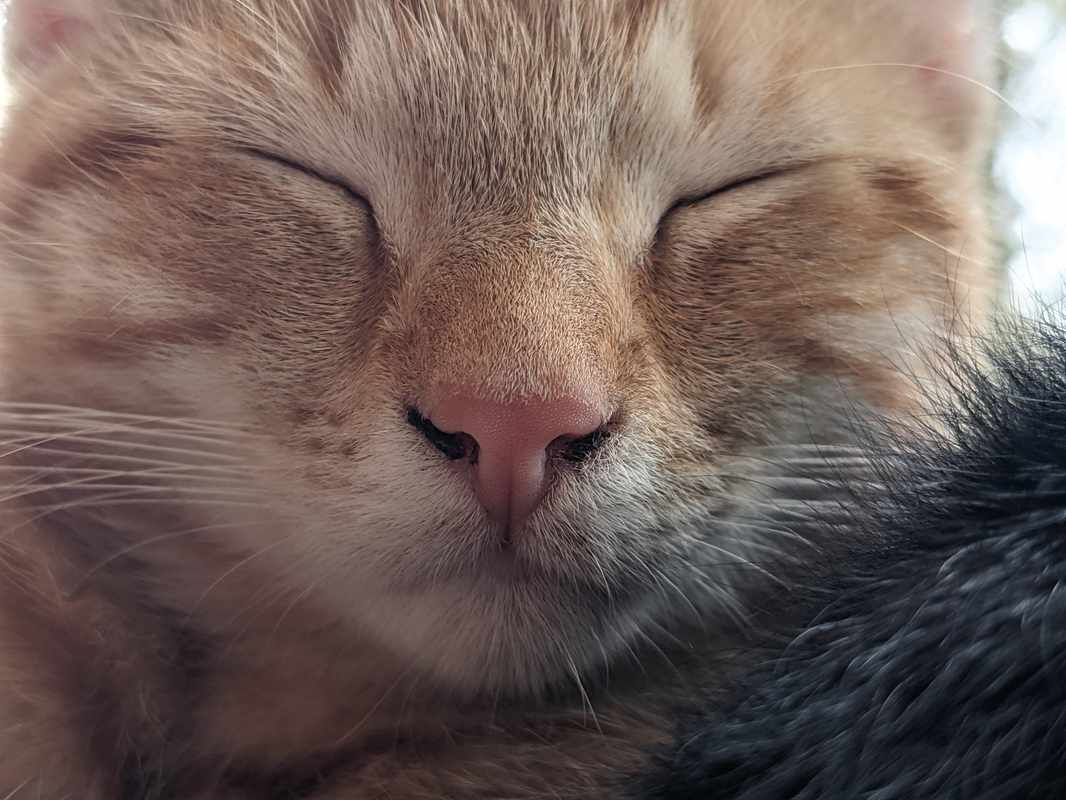 Cat Black Spots On Nose
