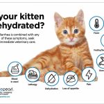 Cat Blood in Diarrhea A Concerning Combination_1