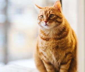 Cat Cancer That Spreads to Lungs