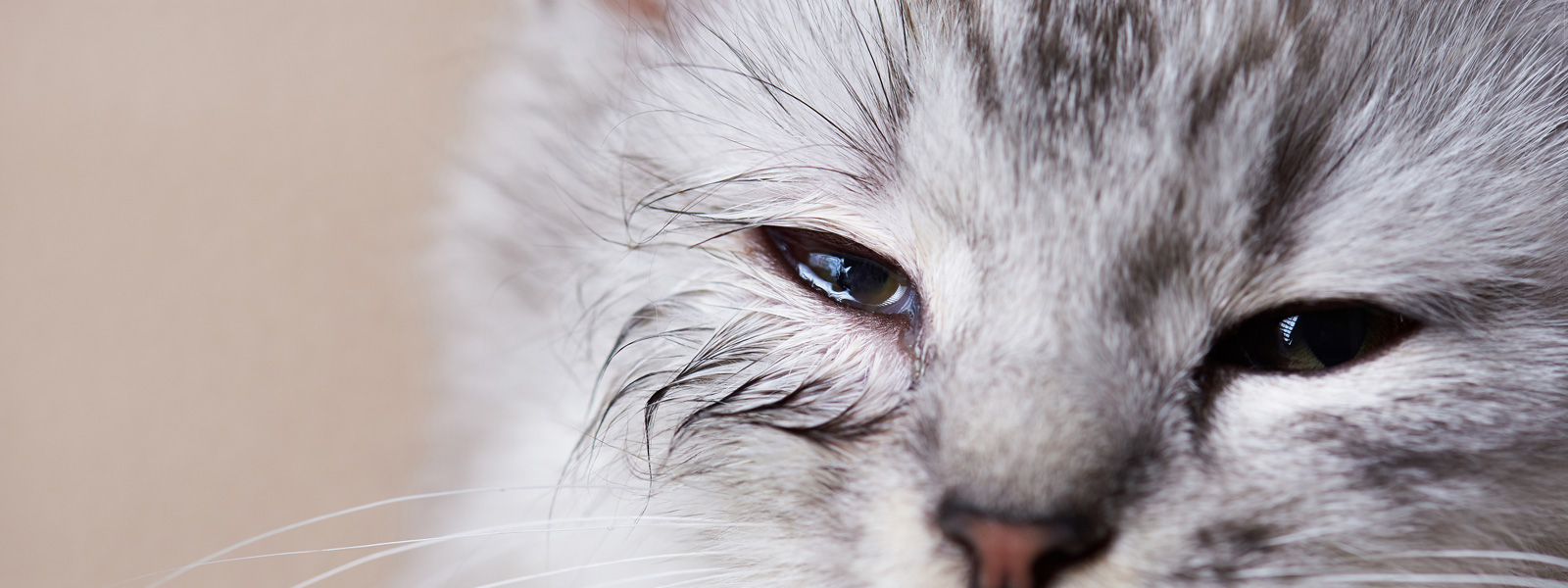 Cat_ Dilated Pupils_ Rapid Breathing - A Concerning Combination