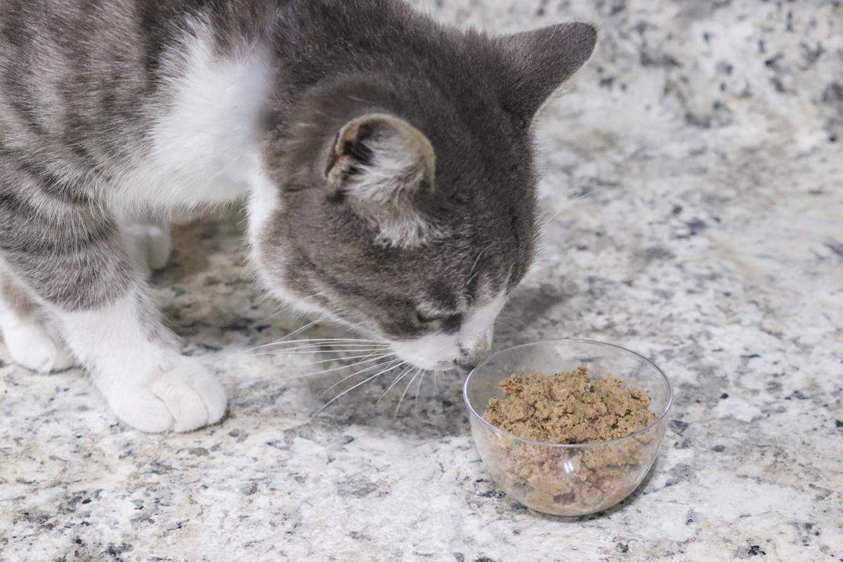 Cat Doesn_t Chew Dry Food and Throws Up