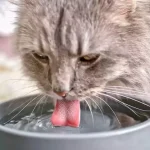 Cat Drinking Lots of Water and Eating More_1