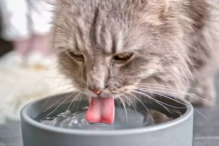 Cat Drinking Lots of Water and Eating More