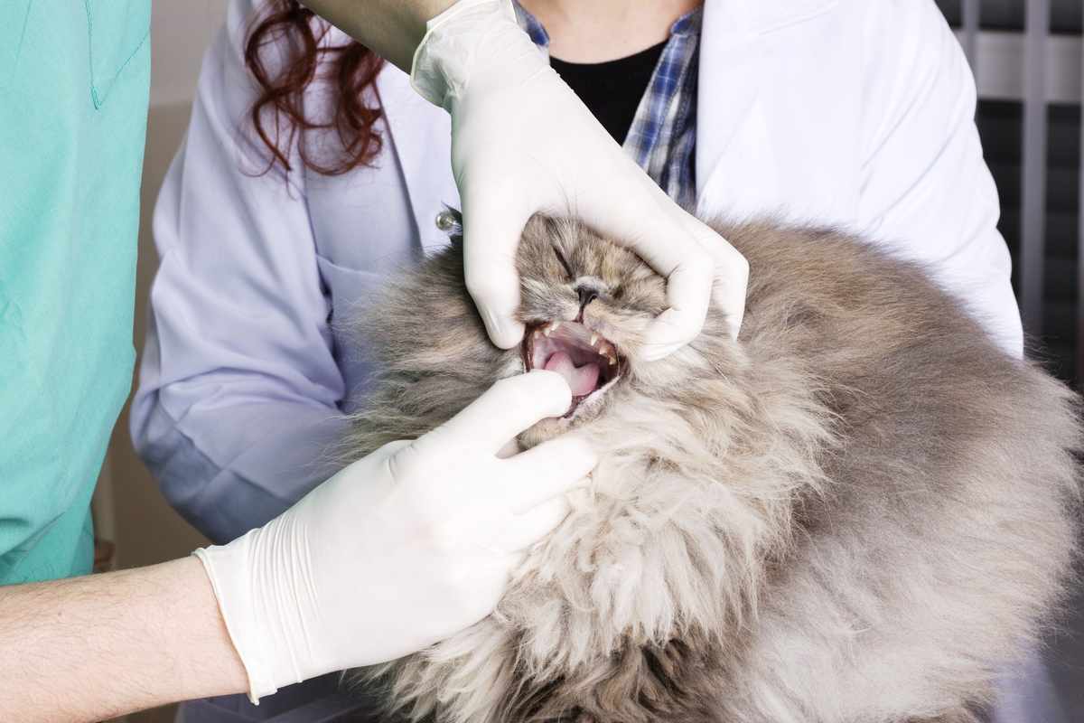 Cat Drooling with Bad Breath