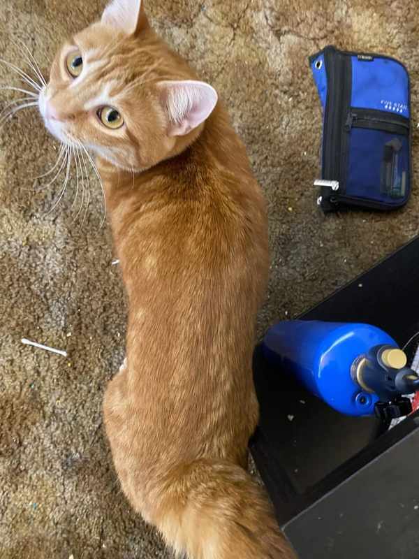 Cat Eats But Is Very Skinny