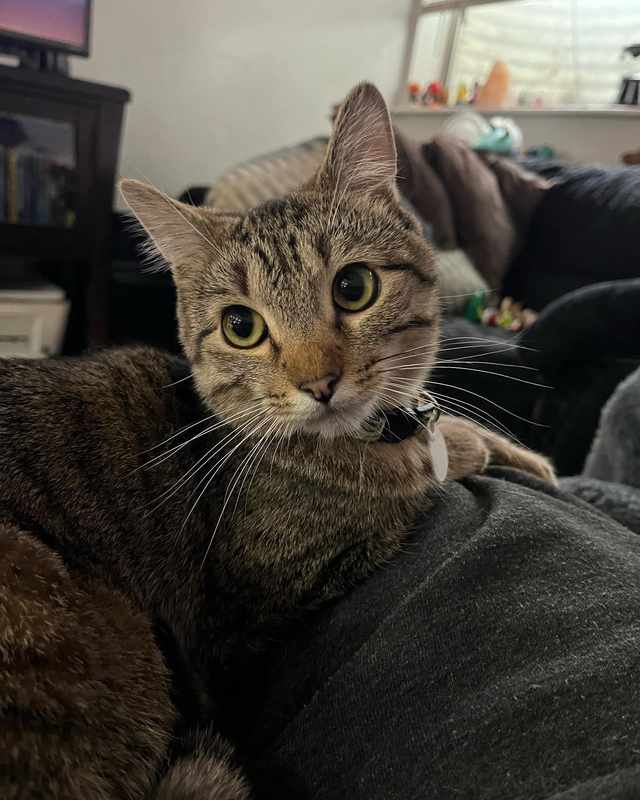 Cat Foaming at Mouth After Antibiotics