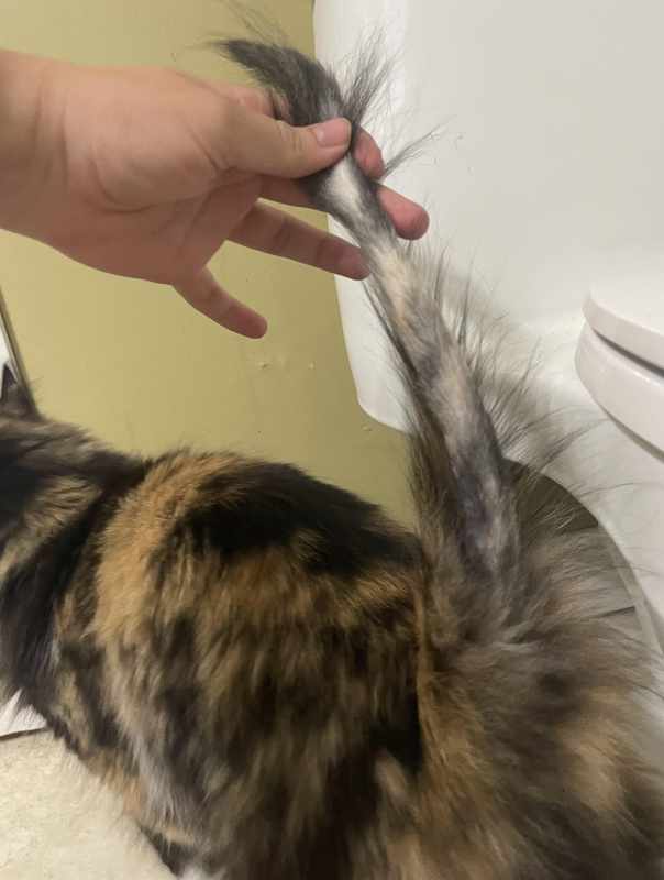 Cat Hair Loss On Tail