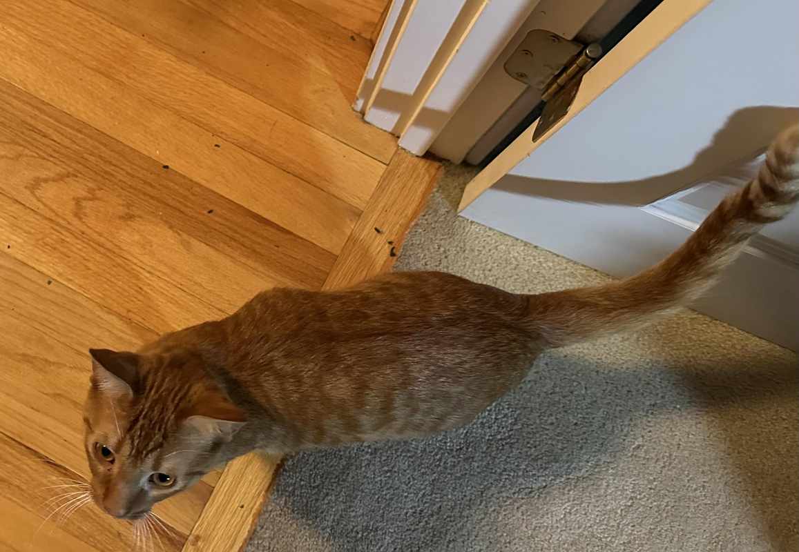 Cat Has Lump On Rib Cage
