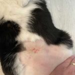 Cat Has Rash On Belly_1