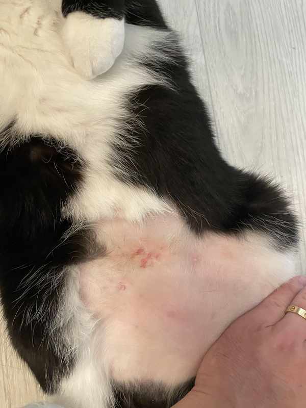 Cat Has Rash On Belly