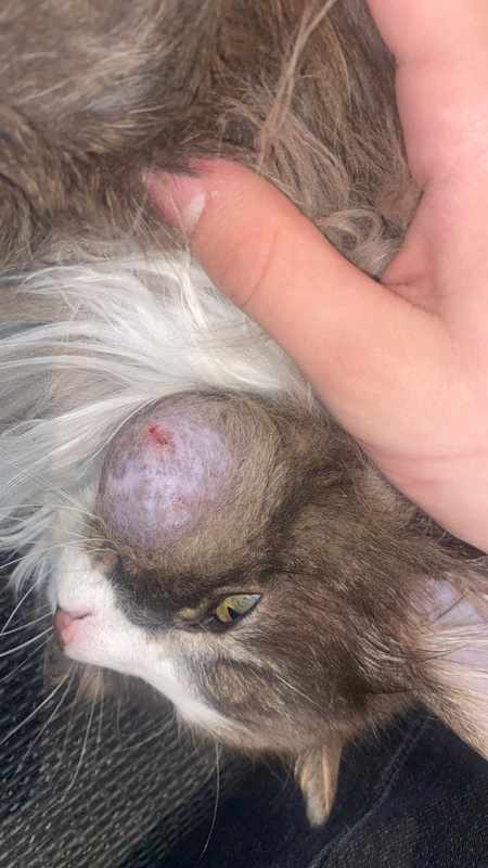 Cat Large Cyst