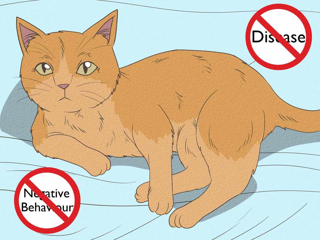 Cat in Heat After Spaying_ A Post-Operative Guide