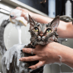 Cat_bathing_places_near_me