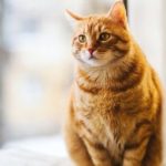 Cat_cancer_that_spreads_to_lungs