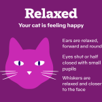 Cat_dilated_pupils_rapid_breathing_-_a_concerning_combination