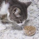 Cat_doesn_t_chew_dry_food_and_throws_up