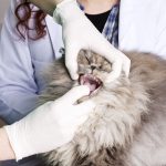 Cat_drooling_with_bad_breath