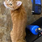 Cat_eats_but_is_very_skinny