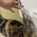 Cat_hair_loss_on_tail