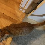 Cat_has_lump_on_rib_cage