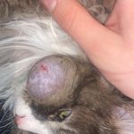 Cat_large_cyst