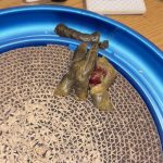 Cat_stool_blood_in_my_cat_s_stool