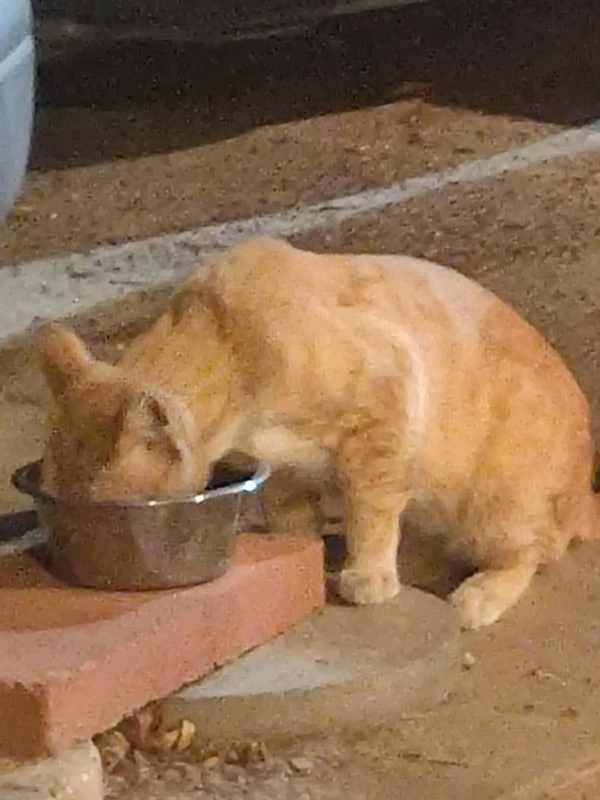 Cats Hiss Before Vomiting