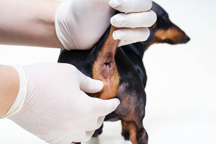 Cleaning Your Dog_s Anal Glands_ A Step-by-Step Guide