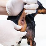 Cleaning_your_dog_s_anal_glands_a_step-by-step_guide