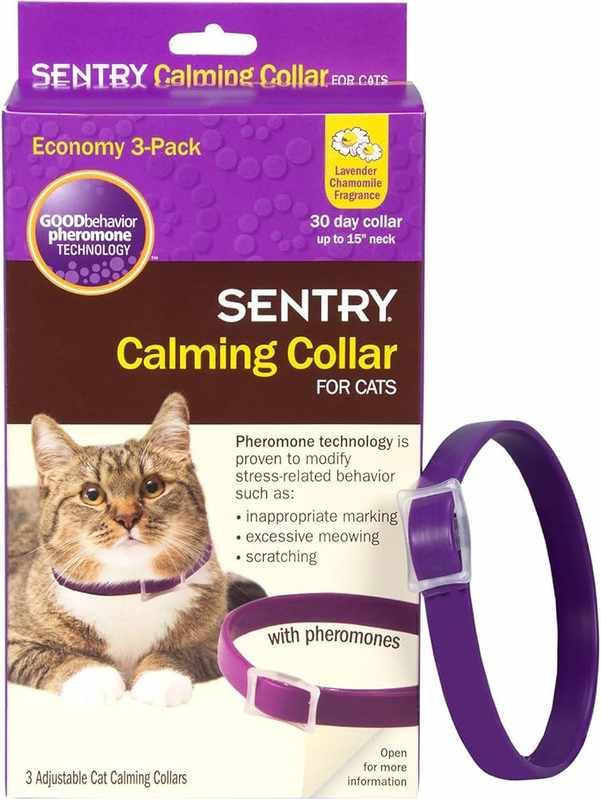 Constant Meowing of Bengal Cats_ A Furry Friend_s Behavior