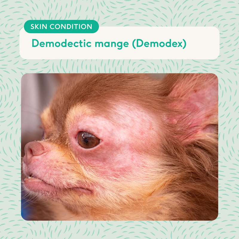 Constant Scratching of Brown Spots on Dog Skin_ A Persistent Issue