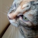 Cracking_sounds_of_cats_cat_crackling_sound