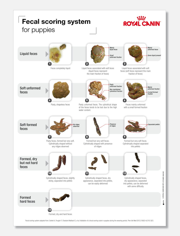 Diarrhea in 5-Month Old Puppies
