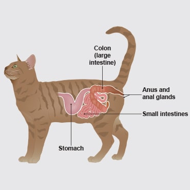 Do Cat_s Infected Anal Glands Bleed_