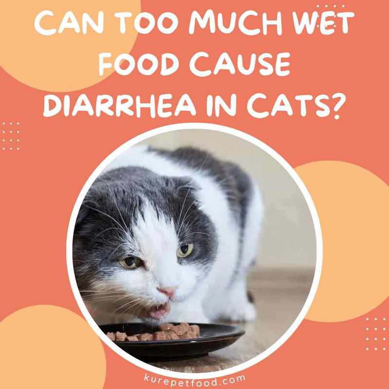 Eating Wet Food Causes Diarrhea in Cats_ Cat Has Diarrhea