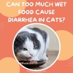 Eating_wet_food_causes_diarrhea_in_cats_cat_has_diarrhea