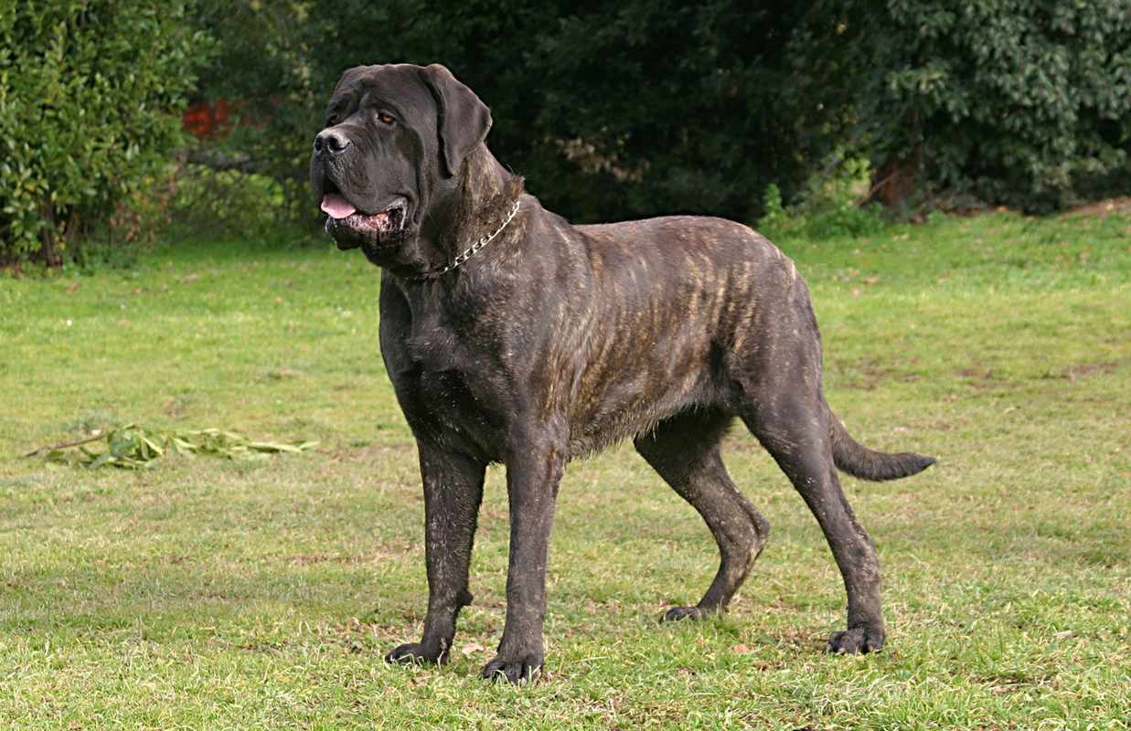 English Mastiffs_ Breeding