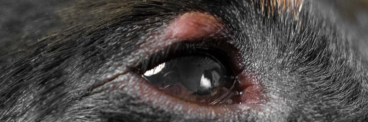 Eyes of Dogs_ Bumps and Issues